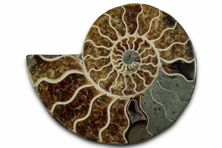 Cut & Polished Ammonite Fossil (Half) - Madagascar #318076